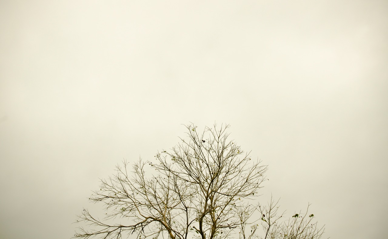 sky tree twigs free photo