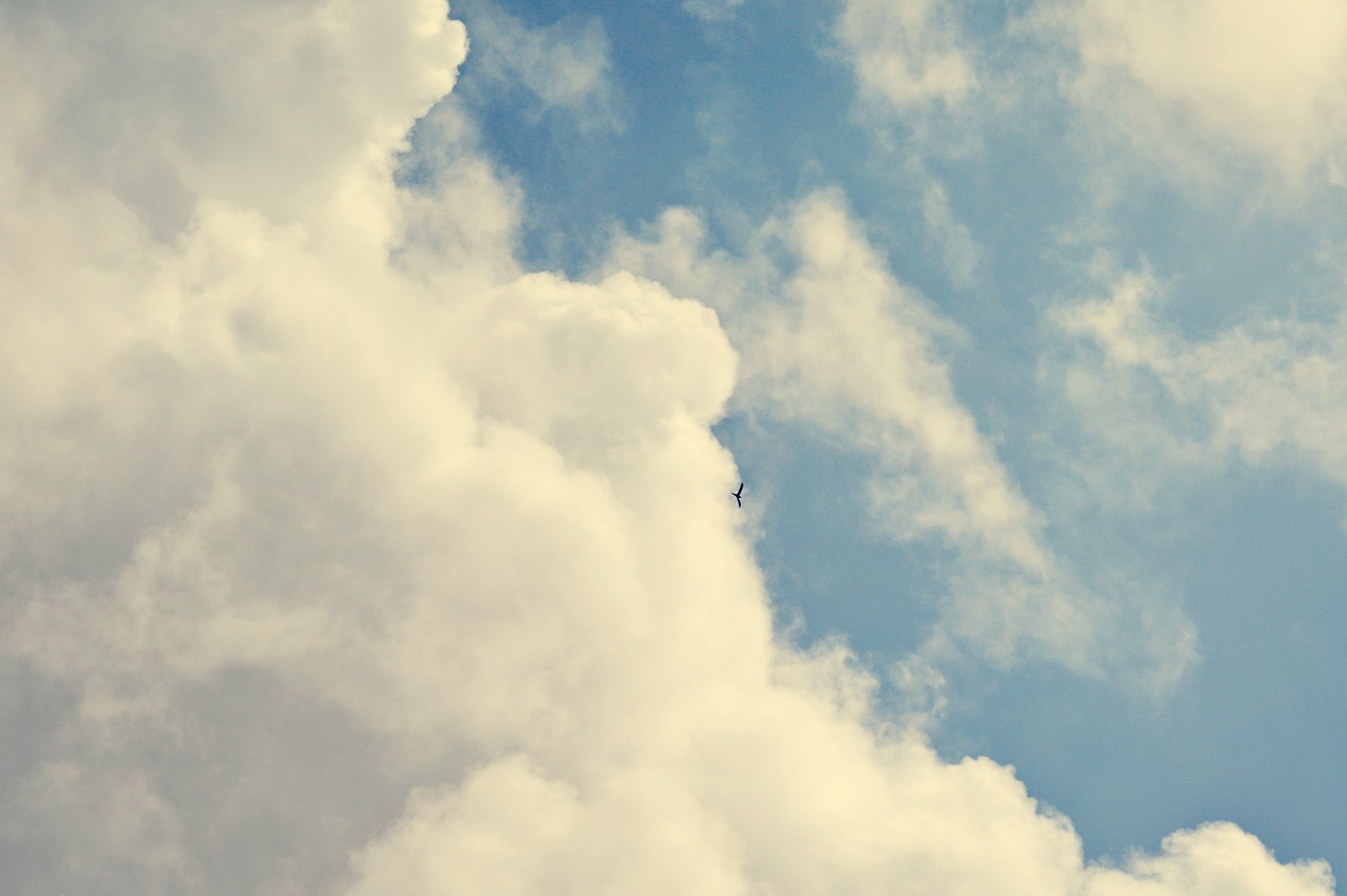 sky clouds bird free photo