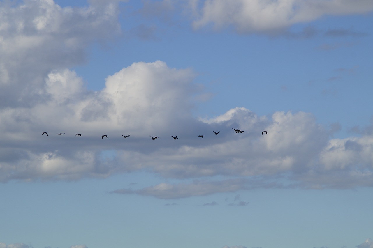 sky bird flight migratory birds free photo