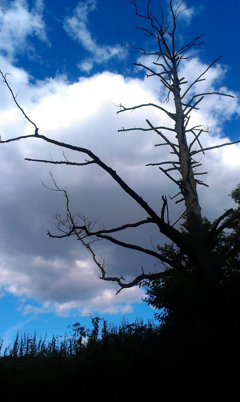 sky dead tree dead wood free photo