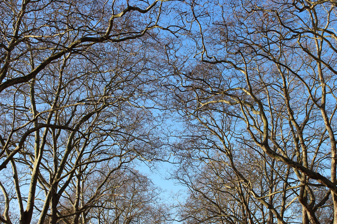 sky branches blue free photo