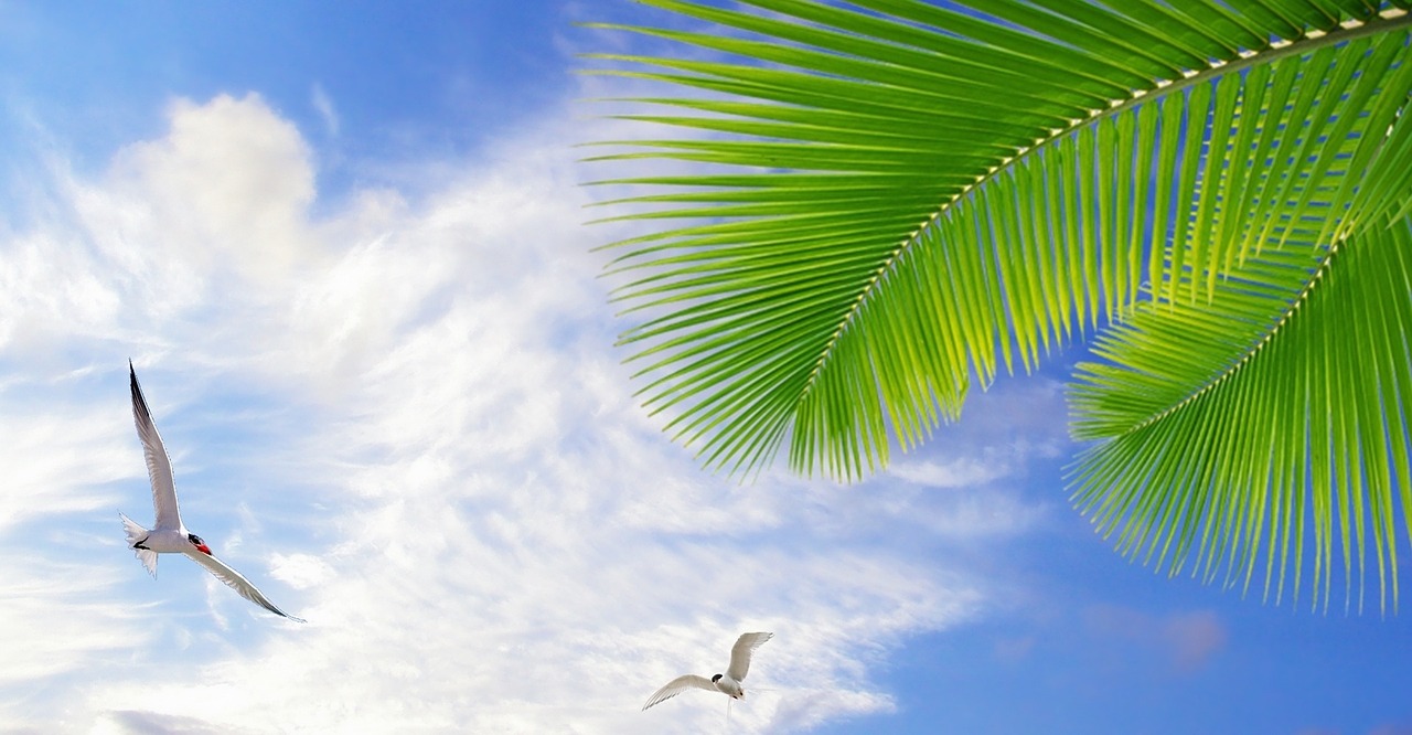 sky blue sky clouds free photo