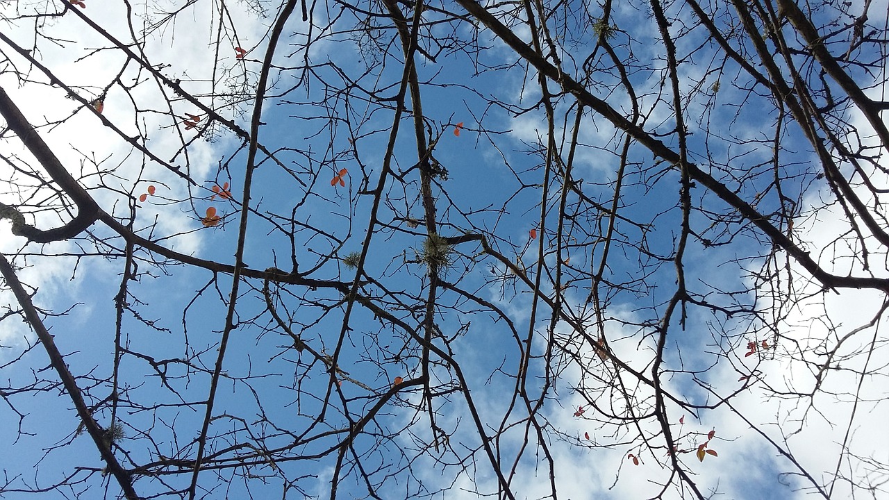 sky twigs nature free photo