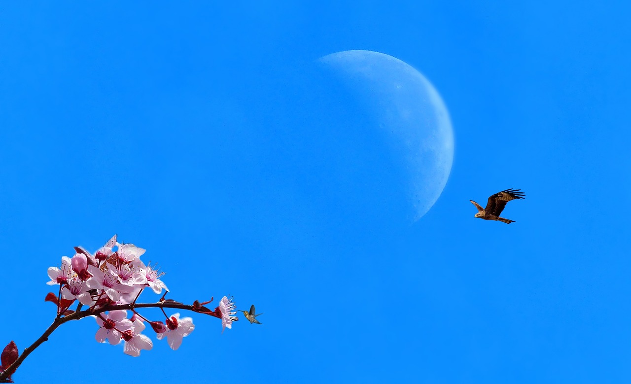 sky blue sky tree free photo