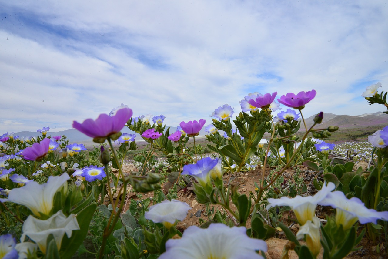 sky flowering desert flowers free photo