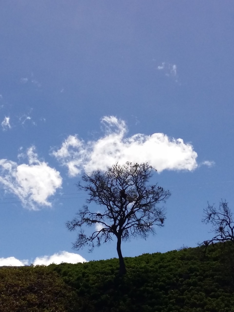 sky tree nature free photo