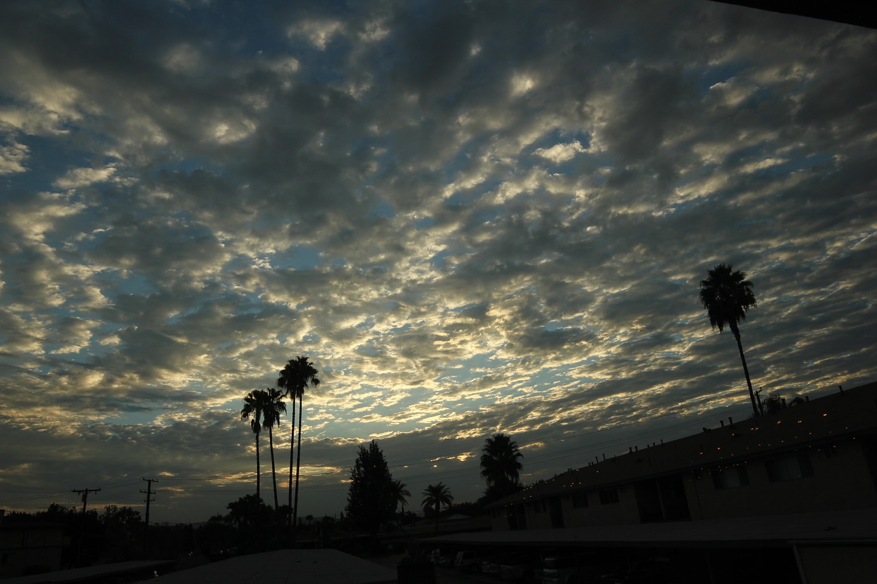 sky palm tree cloud free photo