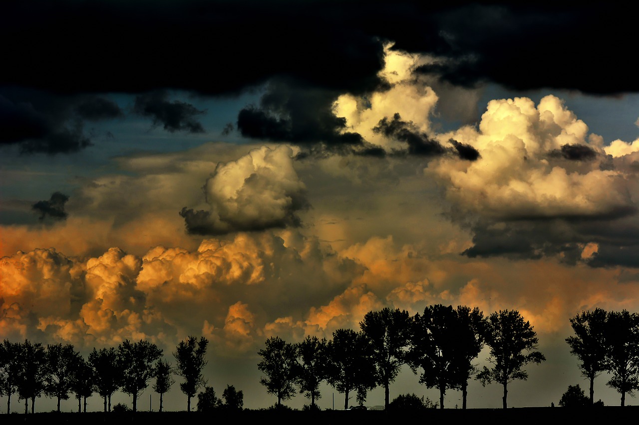 sky tree nature free photo