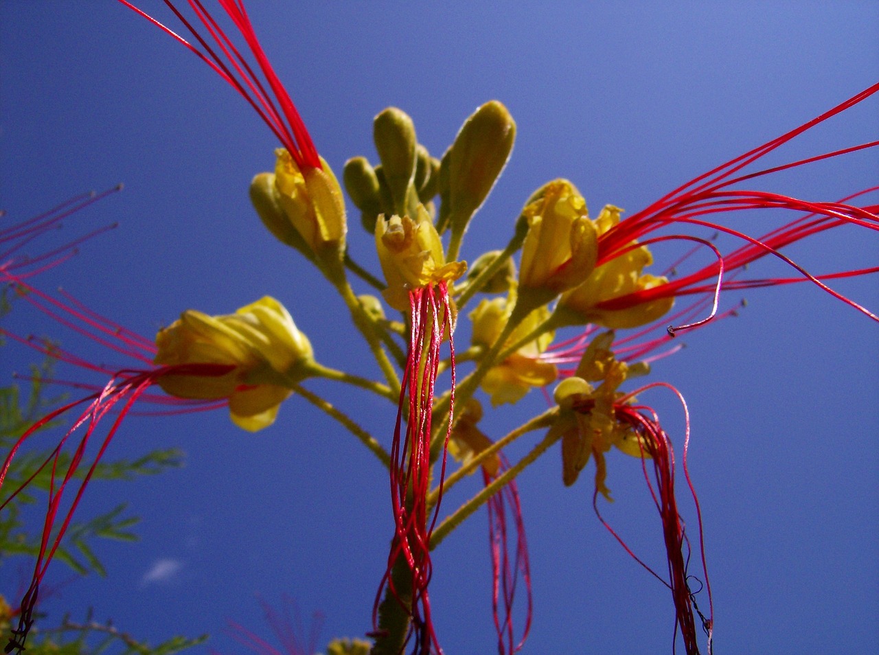 sky blossom bloom free photo