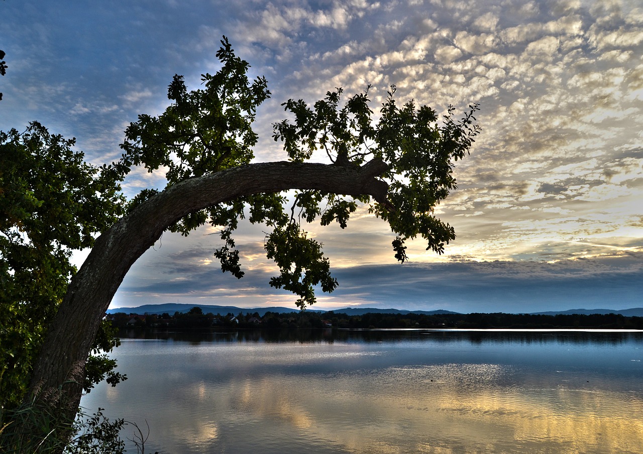 sky tree branch free photo