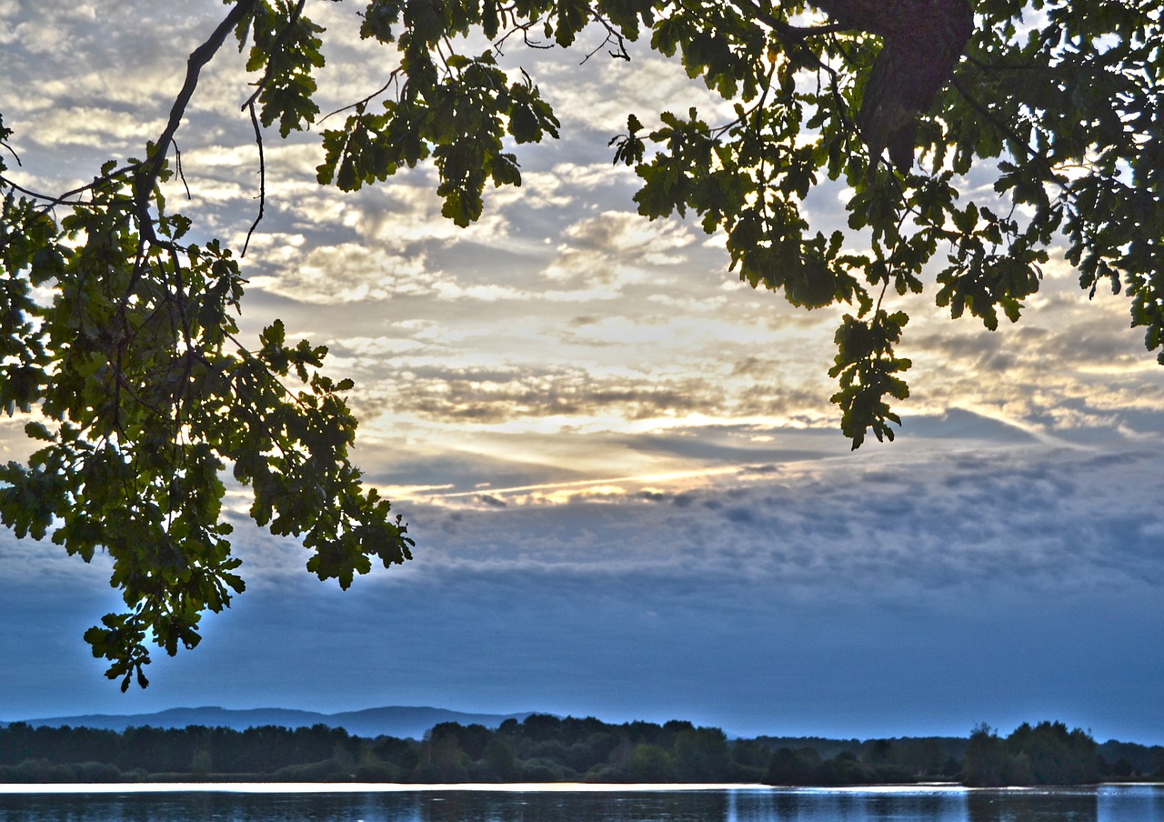 sky clouds leaves free photo