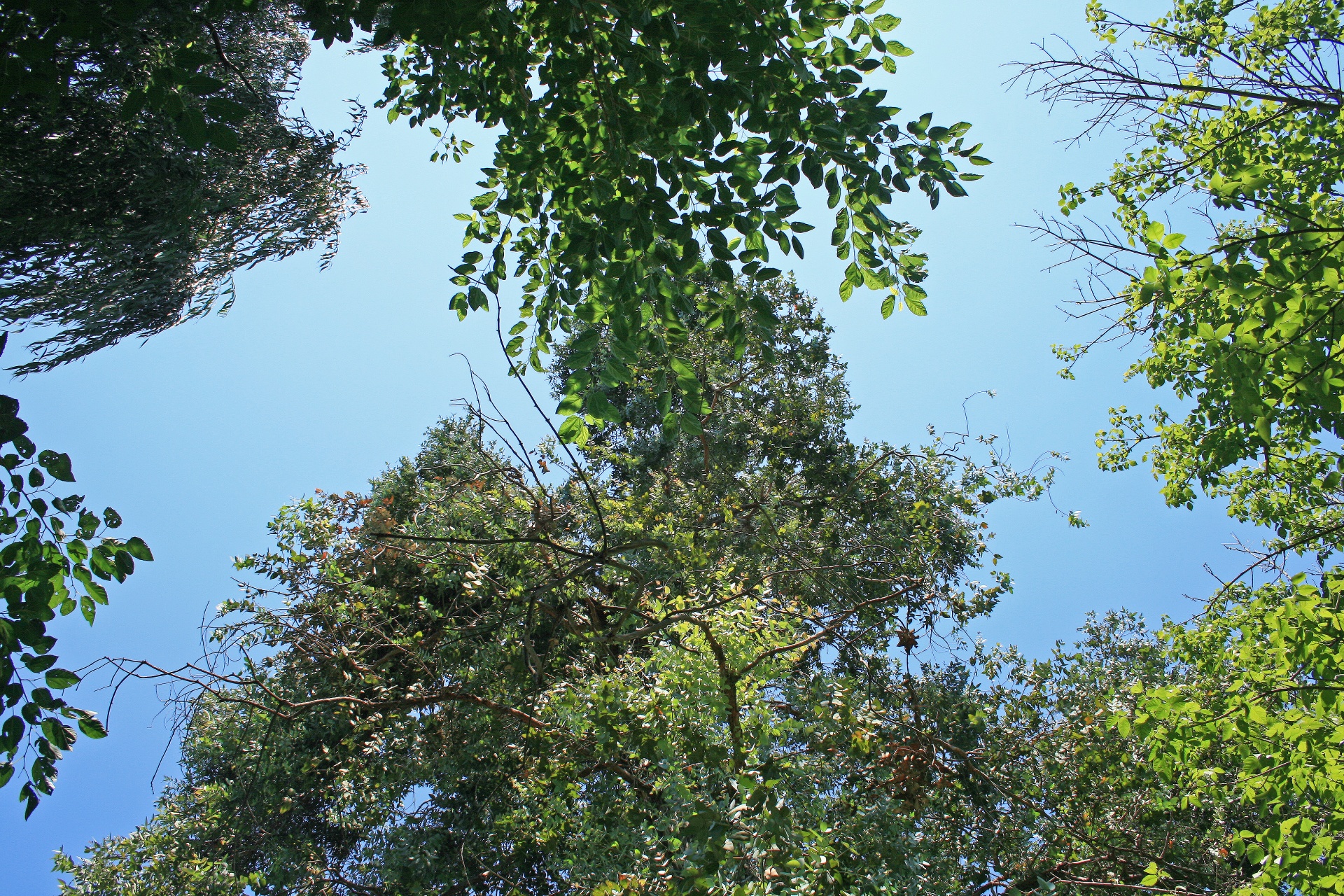 trees leaves tops free photo