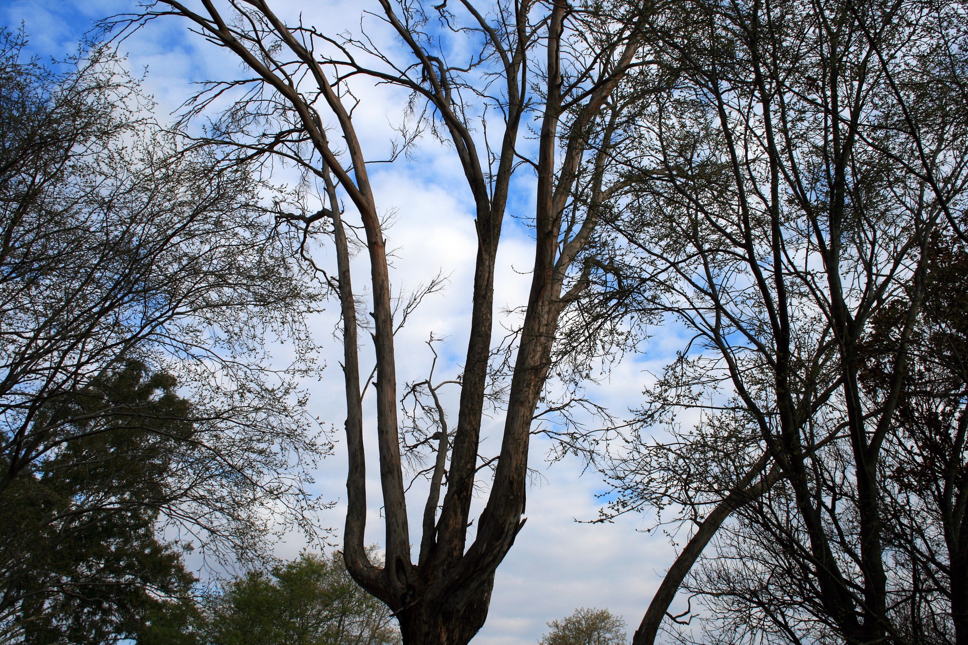 trees silhouette sky free photo