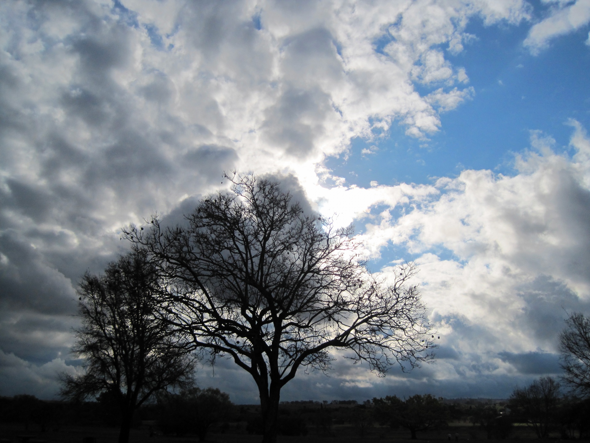 tree dark bare free photo