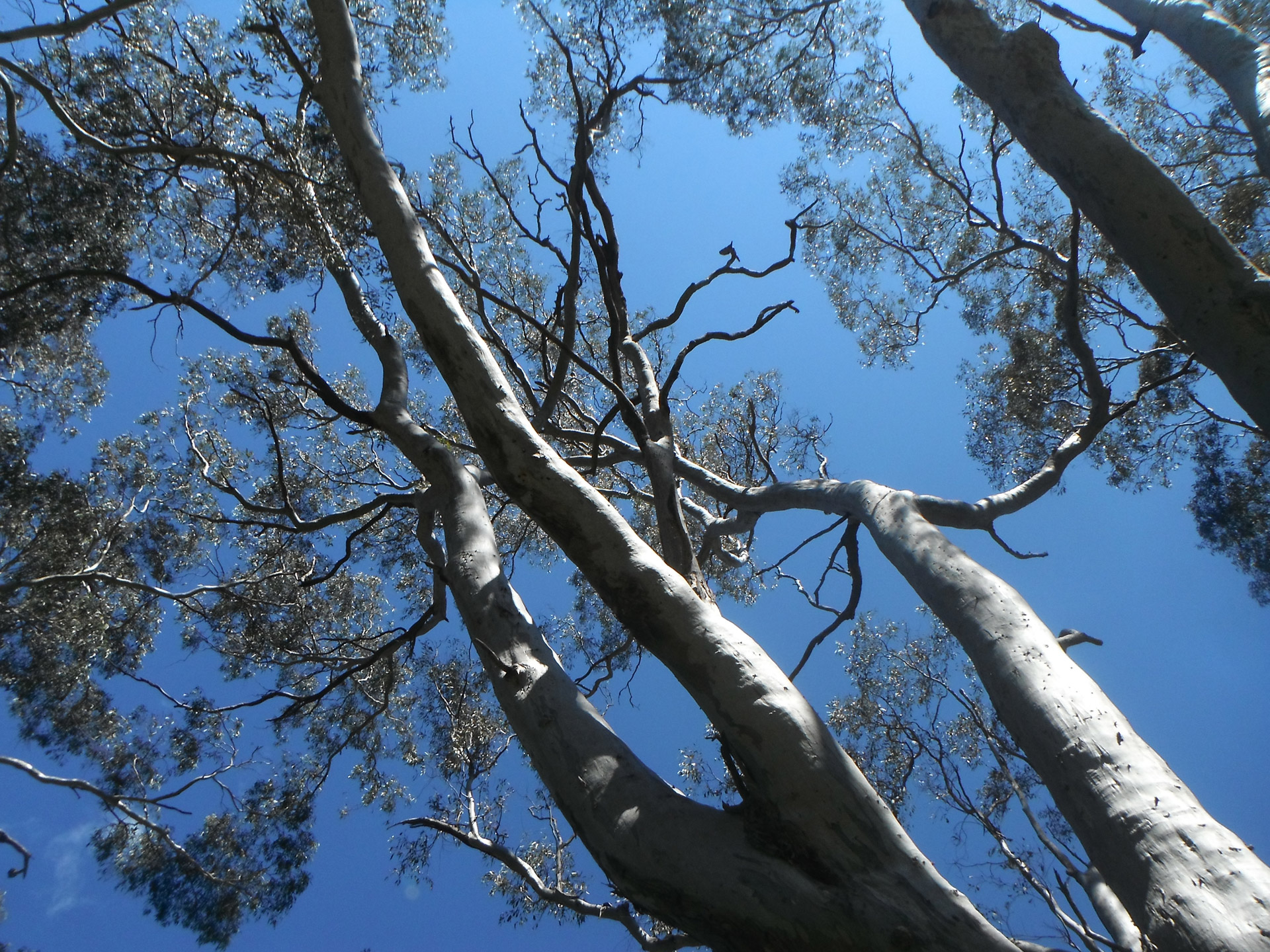 tree sky blue free photo