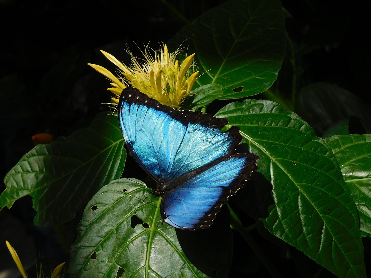 sky butterfly  butterfly  blue free photo