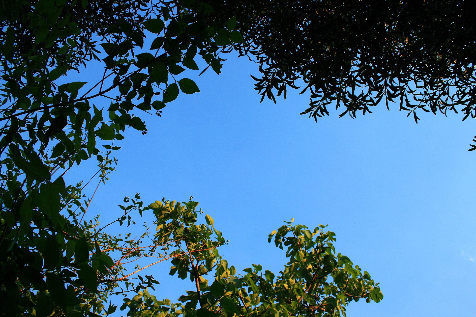 sky blue surrounded free photo