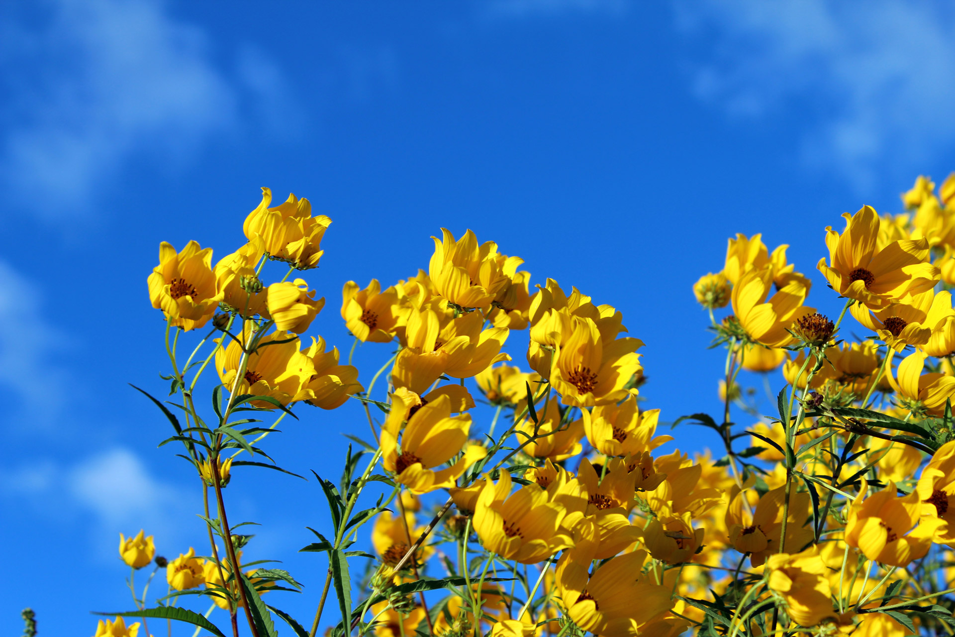 yellow wildflowers bright free photo