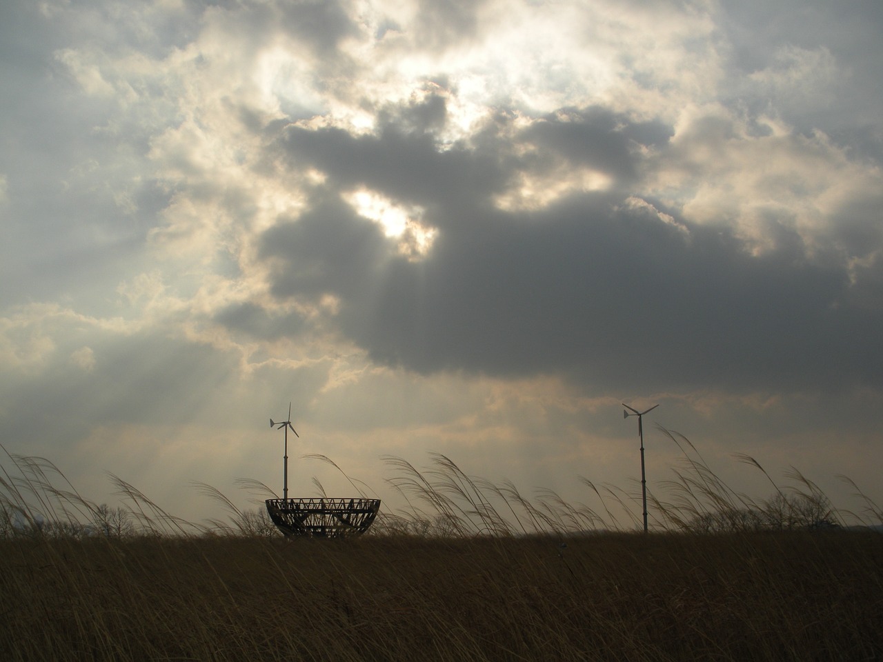 miscanthus grass seoul sky park landscape landscape free photo