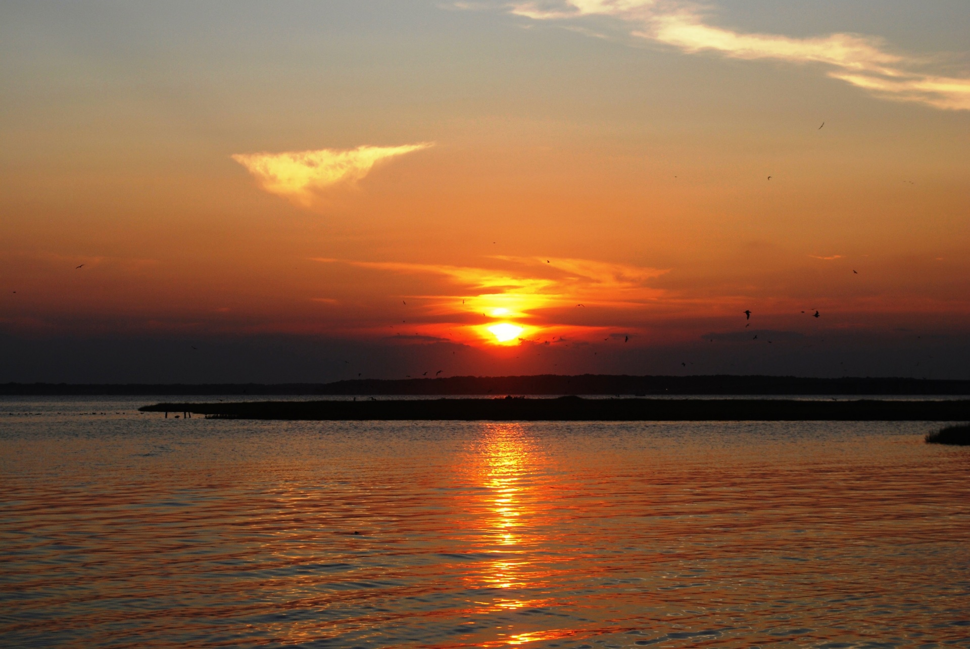 birds flying sunset free photo