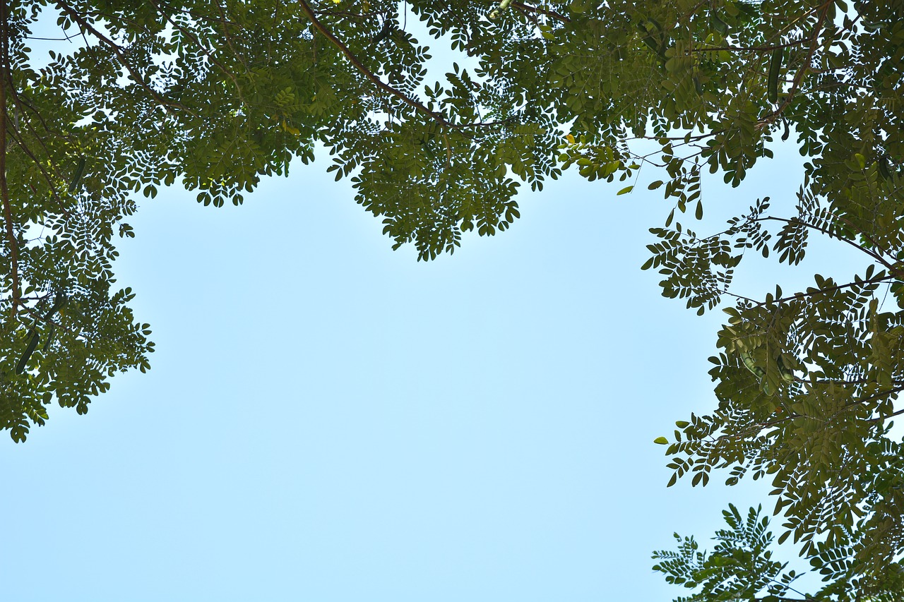 sky tree natural tree free photo