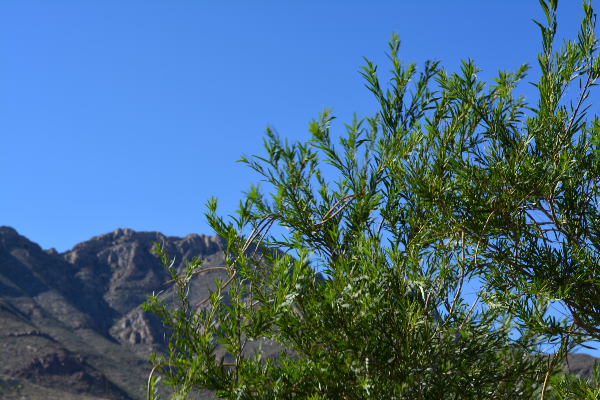 sky tree mountains free photo