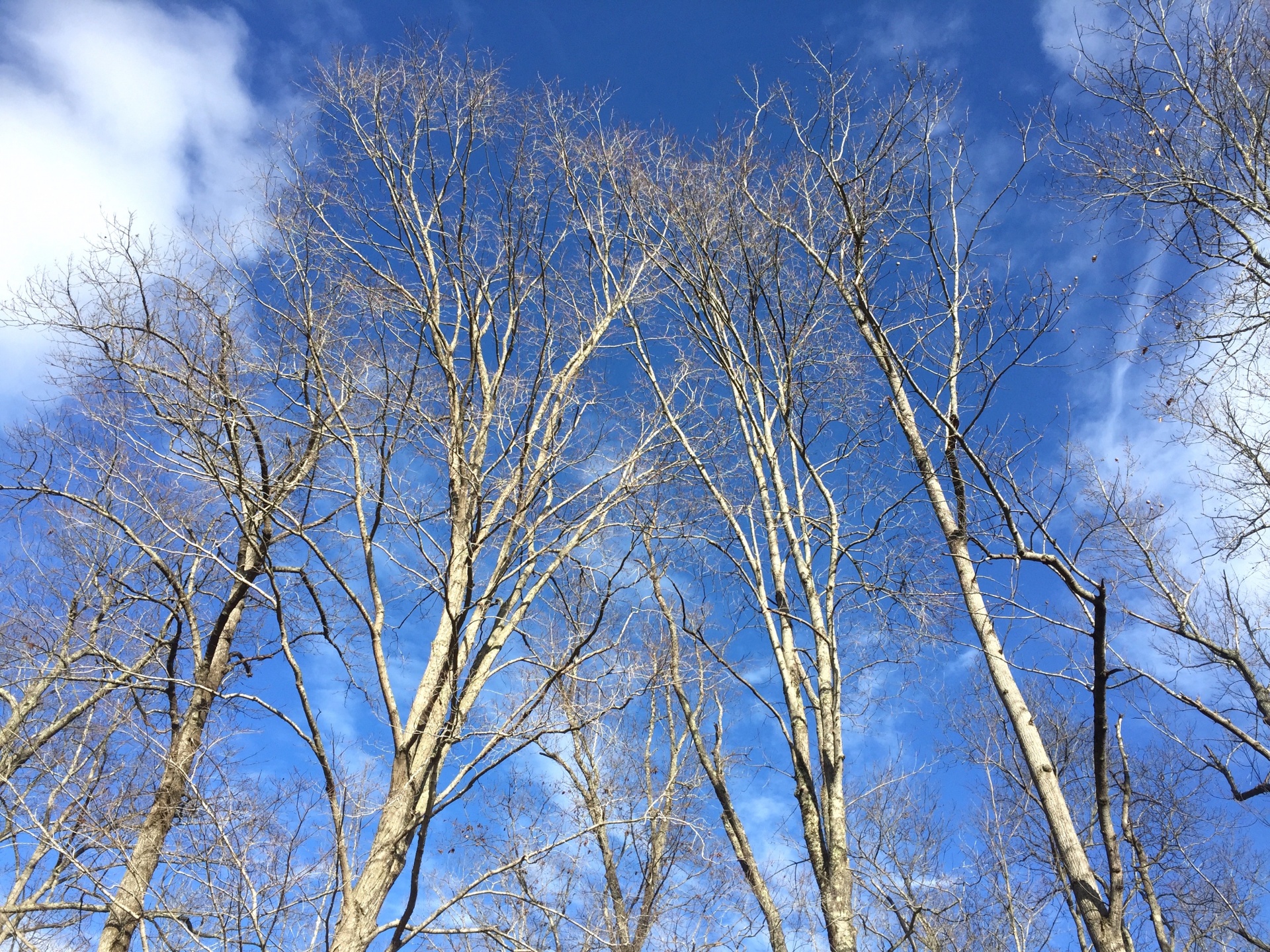 sky trees clouds winter trees sky with trees and clouds free photo