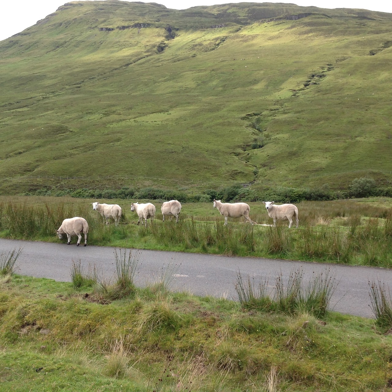 skye isle sheep free photo