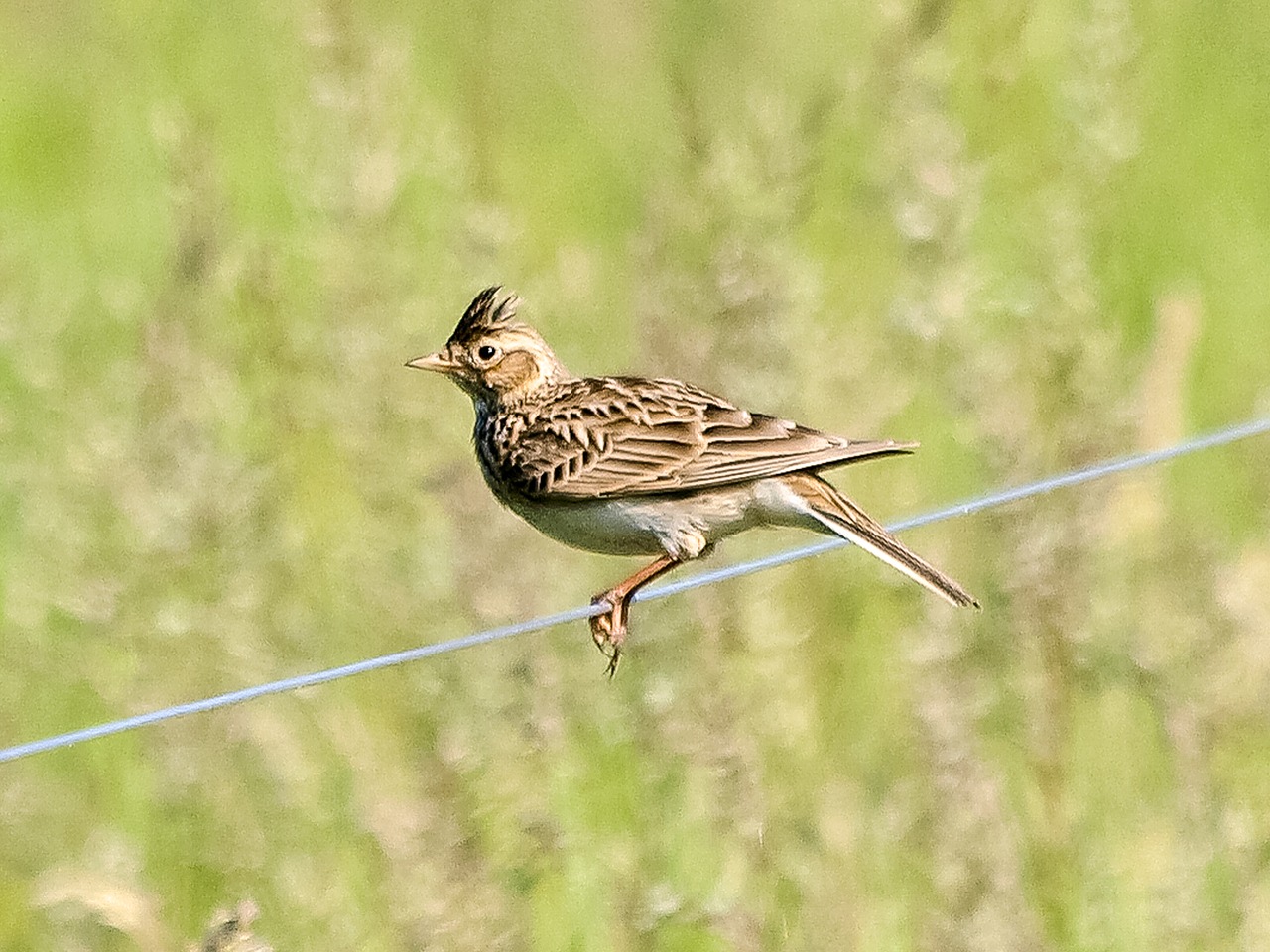 skylark bird songbird free photo