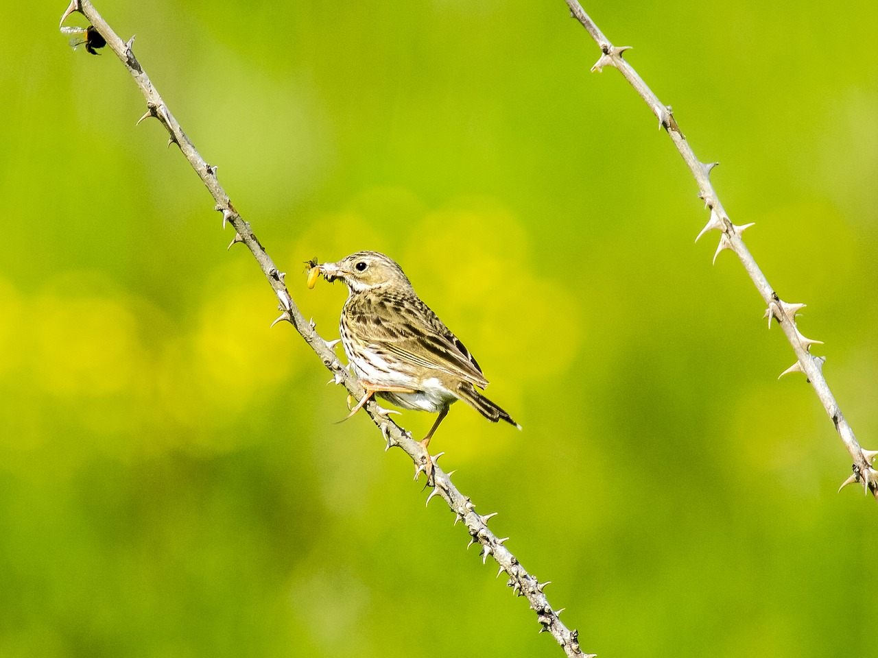 skylark bird songbird free photo