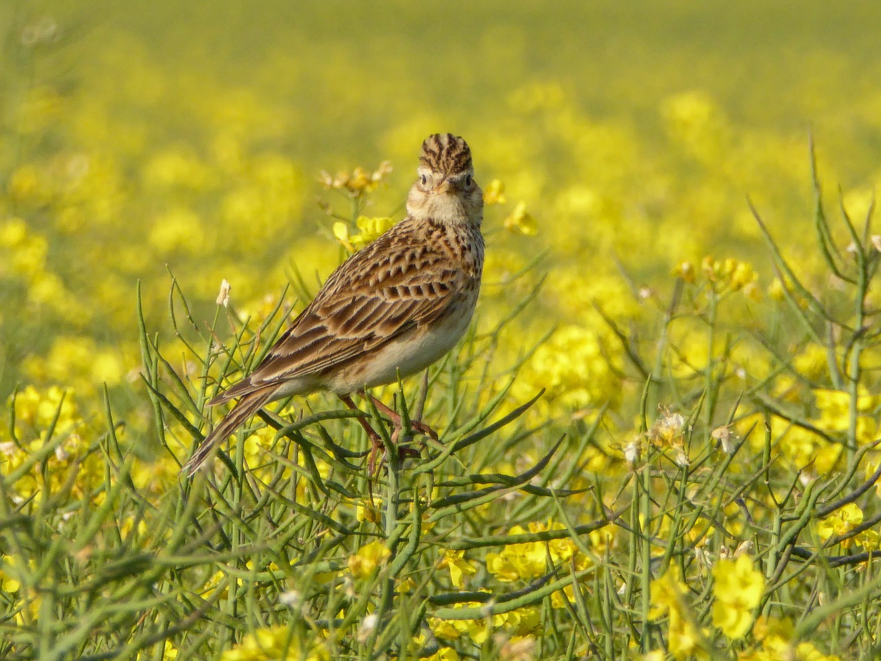 skylark  lark  fauna free photo