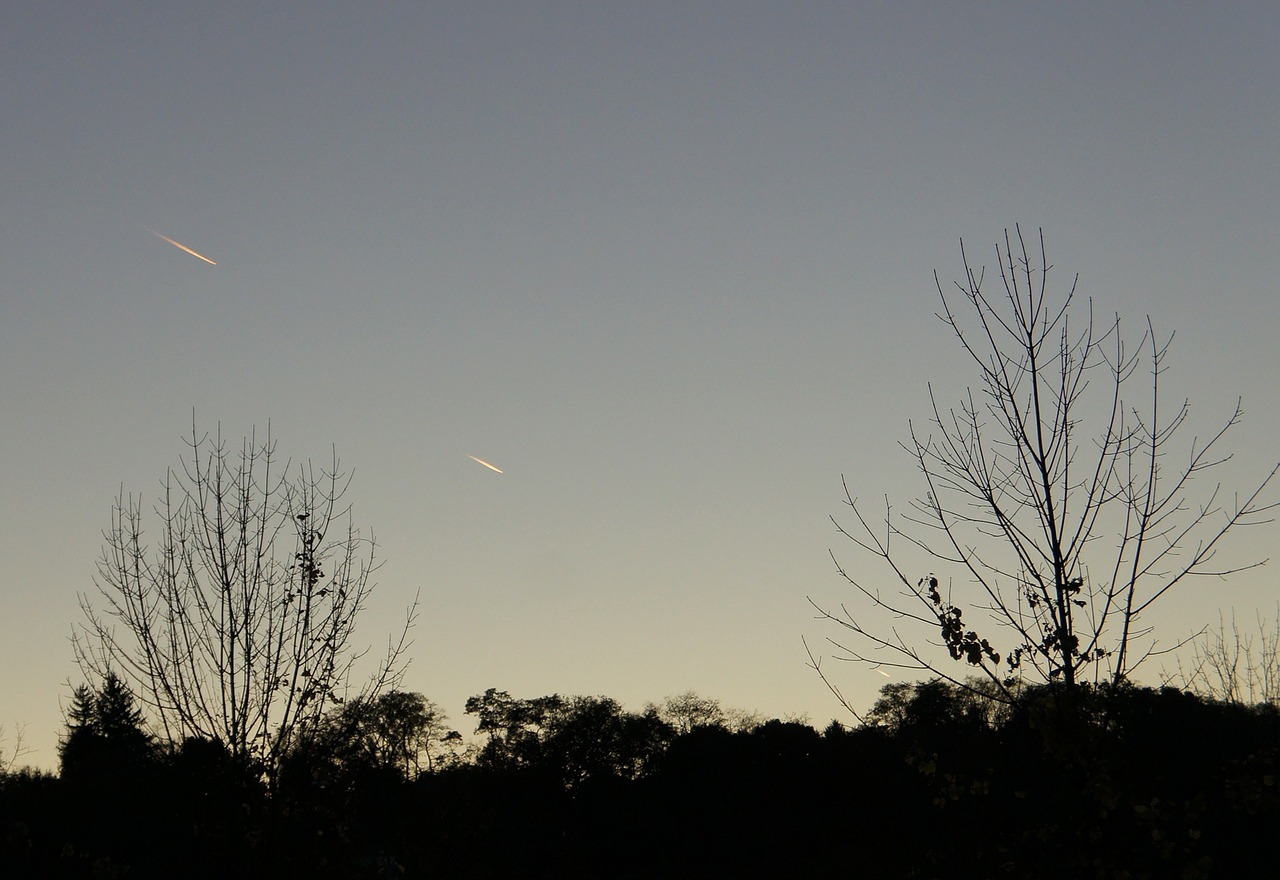 skyline silhouette trees free photo