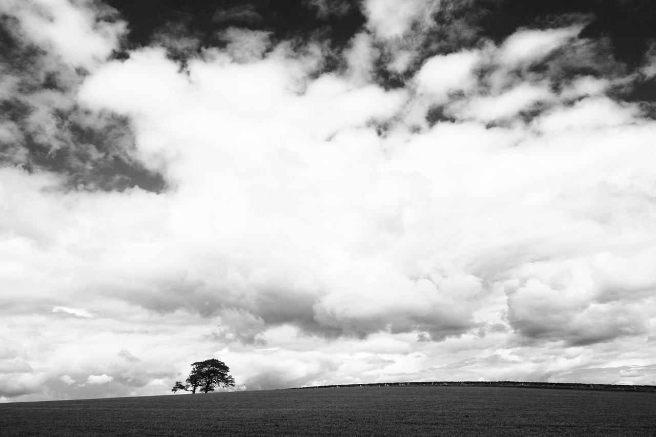 skyscape clouds lone tree free photo