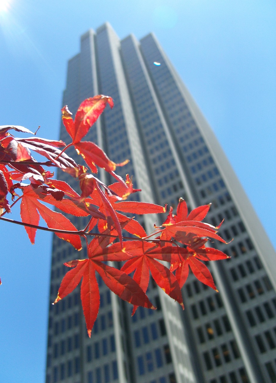 skyscraper leaves leaf free photo