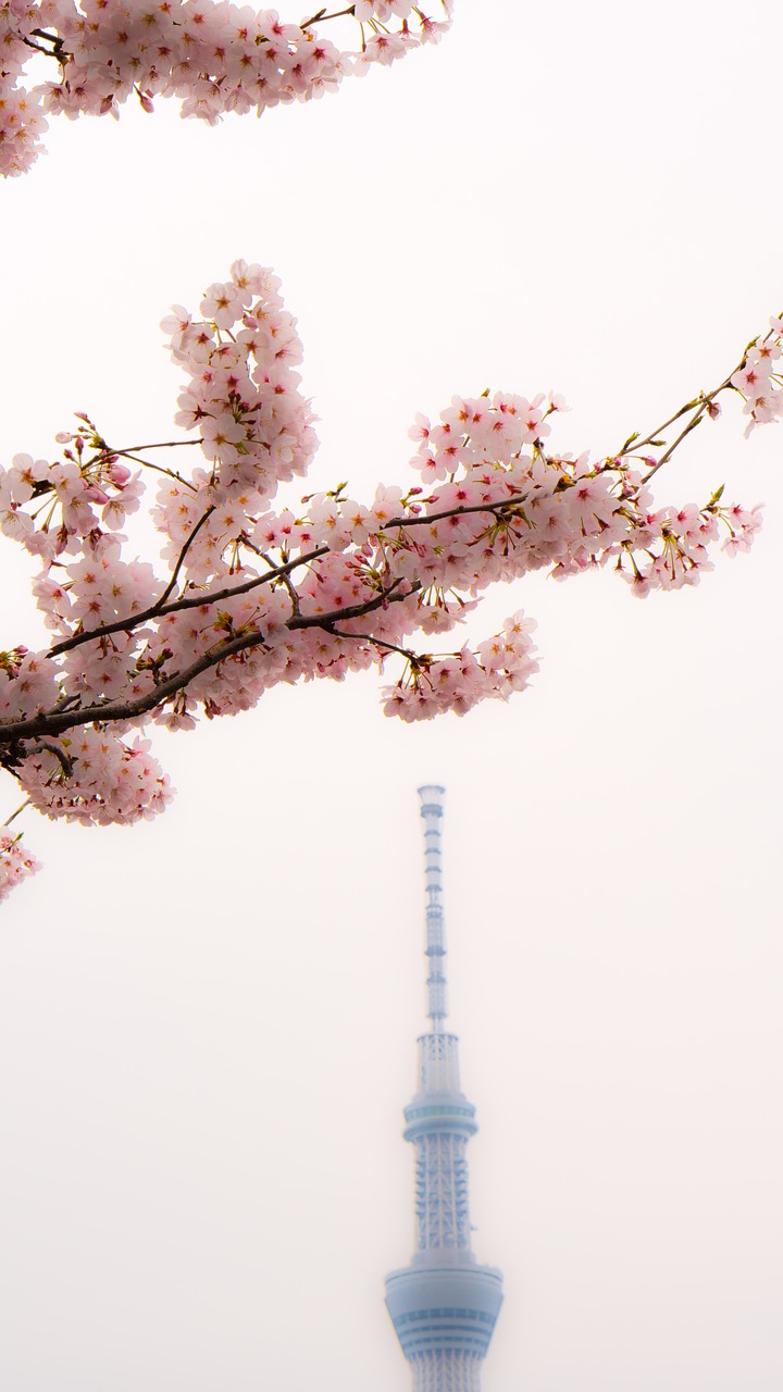 skytree cherry blossoms asakusa free photo