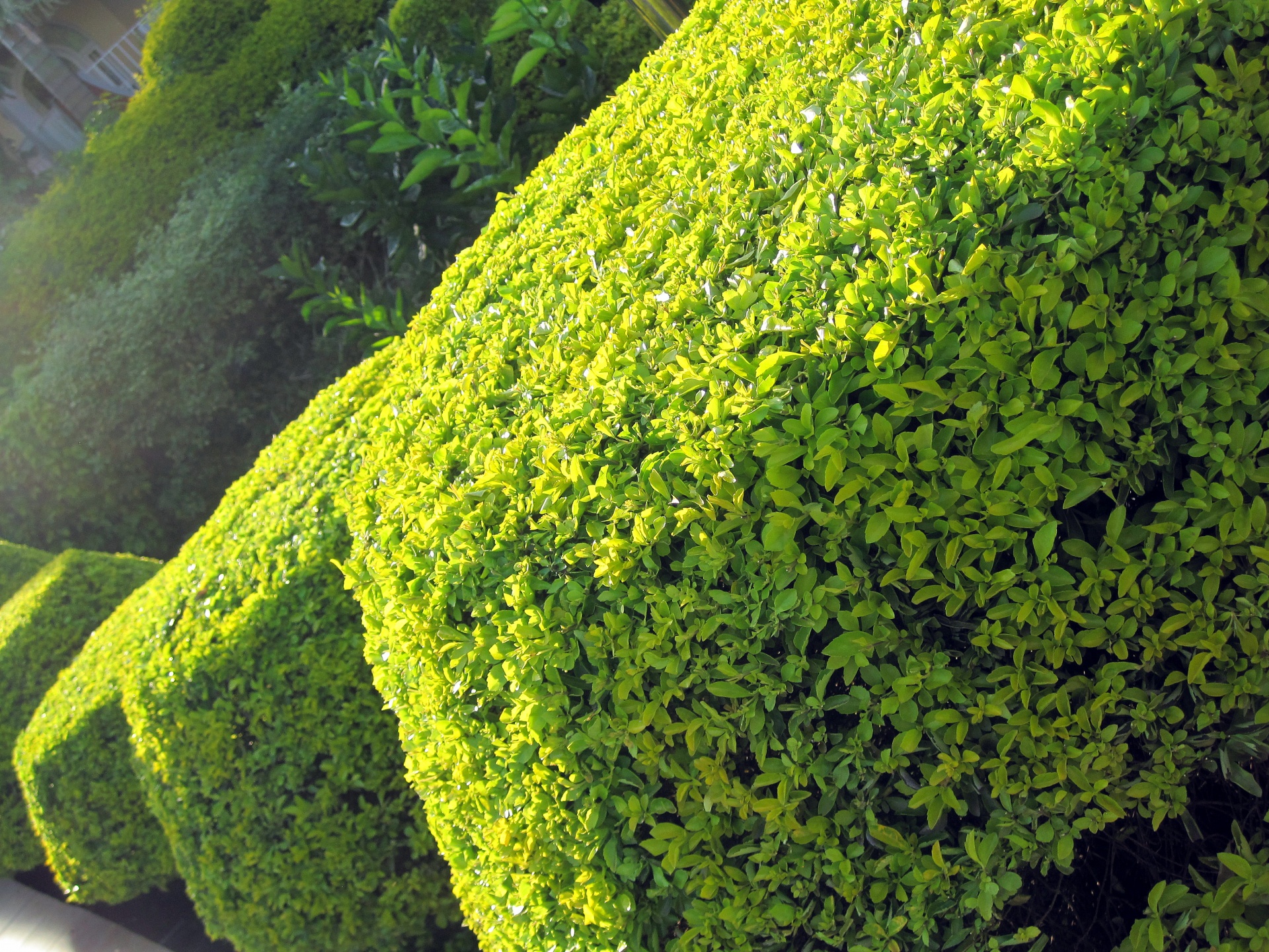 shrubs green bright free photo
