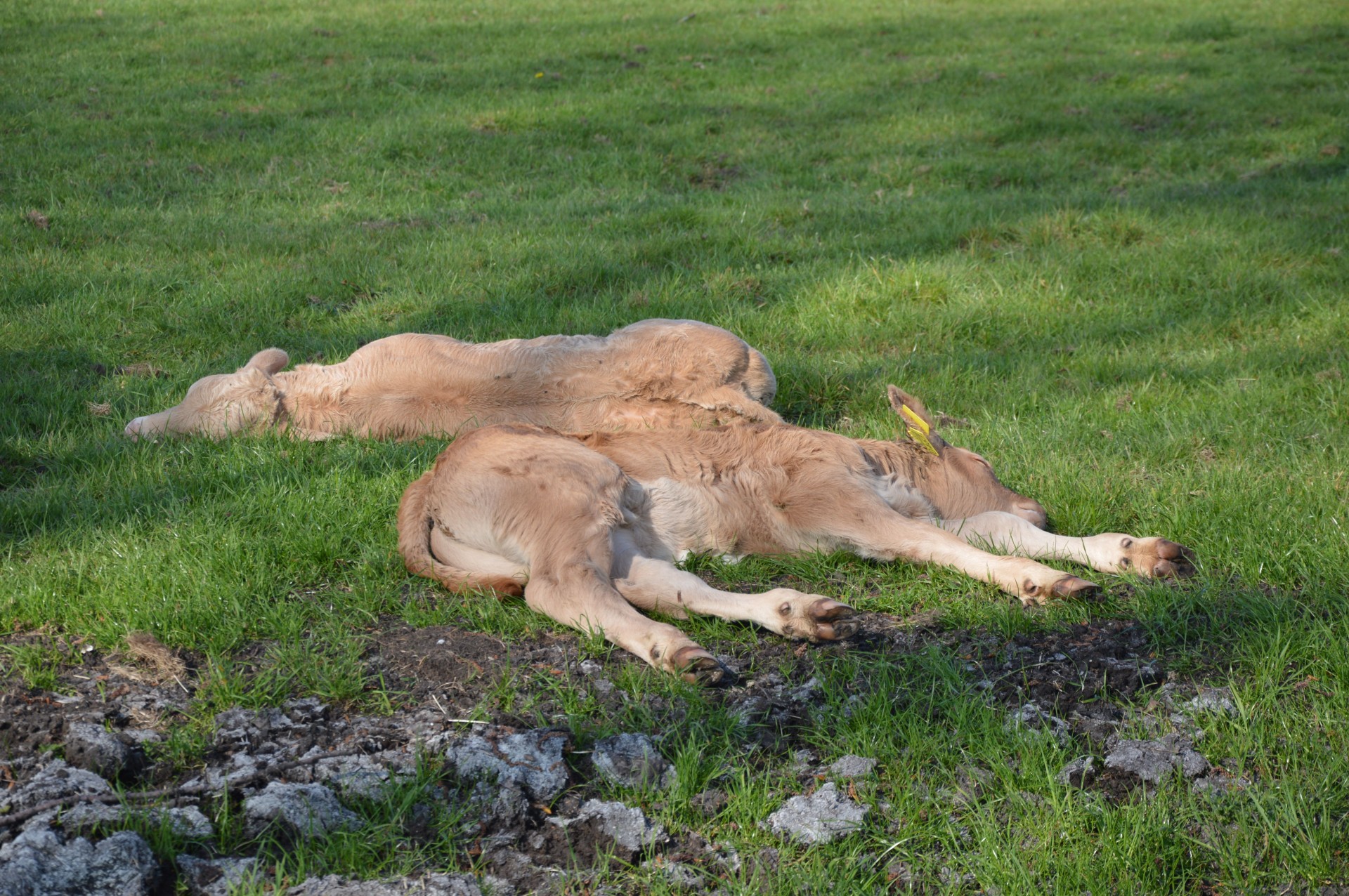 cow bull calf free photo