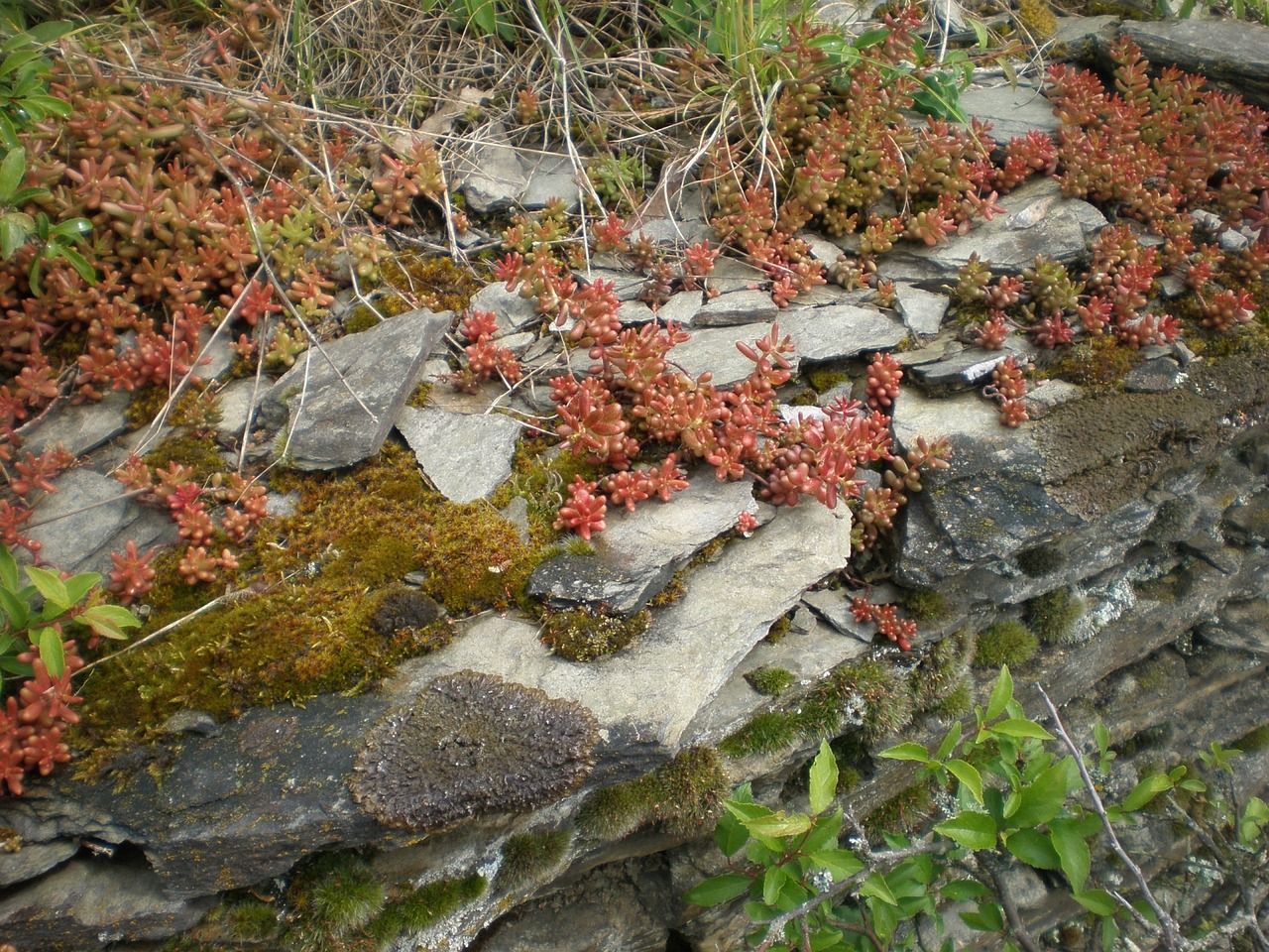 slate layer rock free photo