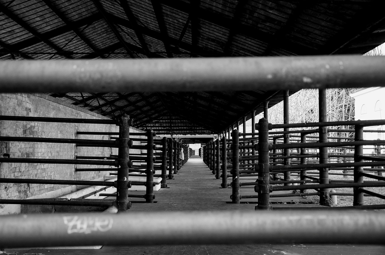 slaughterhouse black and white days gone by free photo