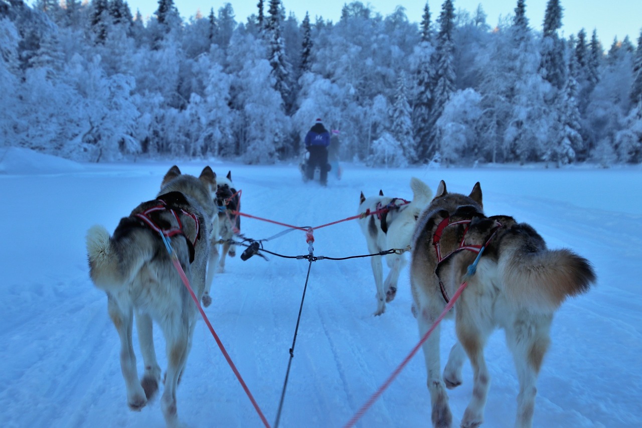 sled  race  snow free photo