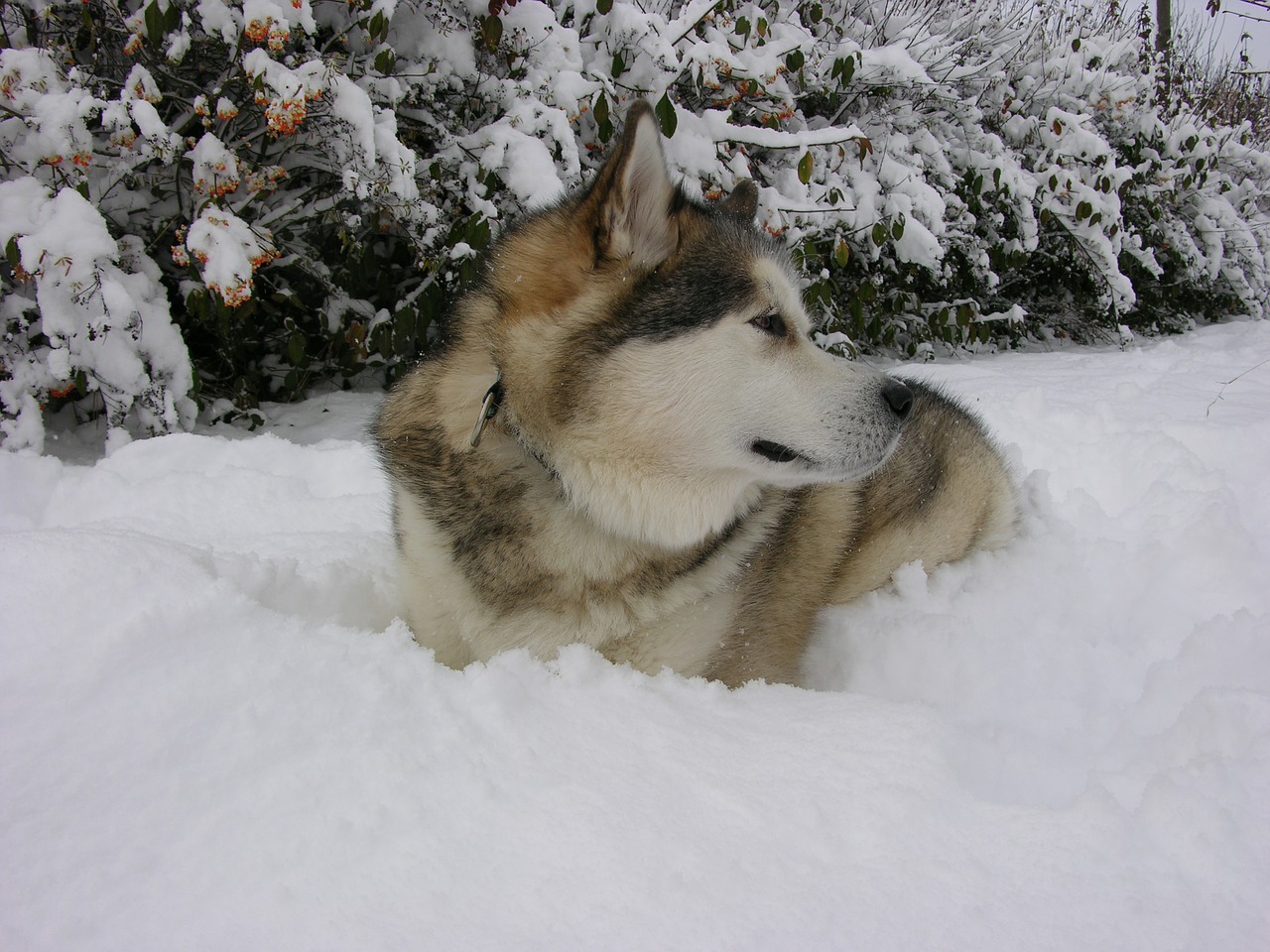 sled dog poolhond snow free photo