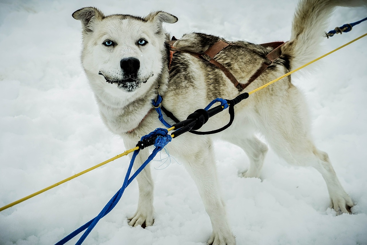 sled dog alaska dog sled free photo