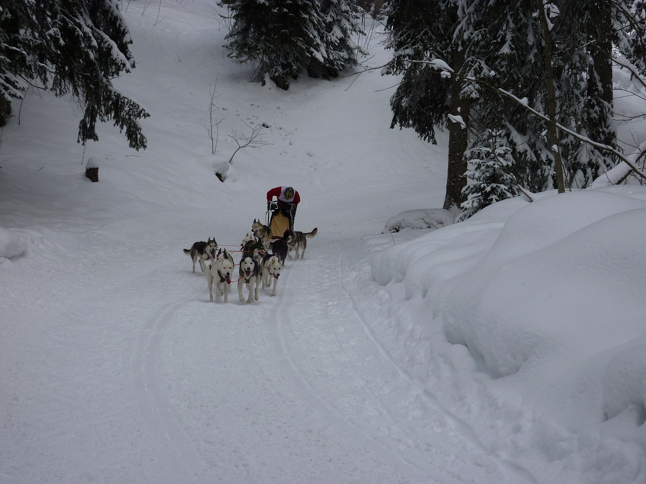 sled dog race huskies dogs free photo
