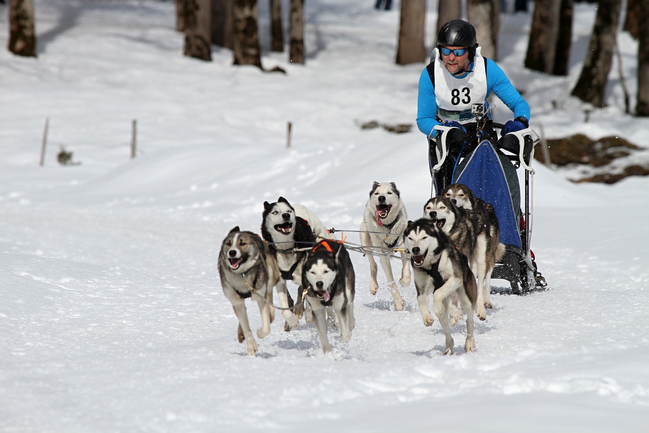 sled dog racing musher competition free photo