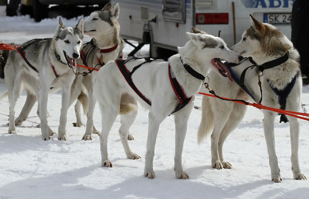 sled dog racing start competition free photo