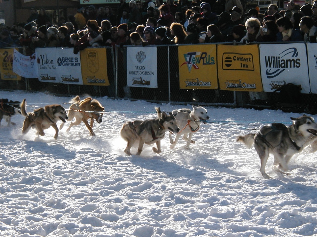 sled dogs race yukon quest free photo