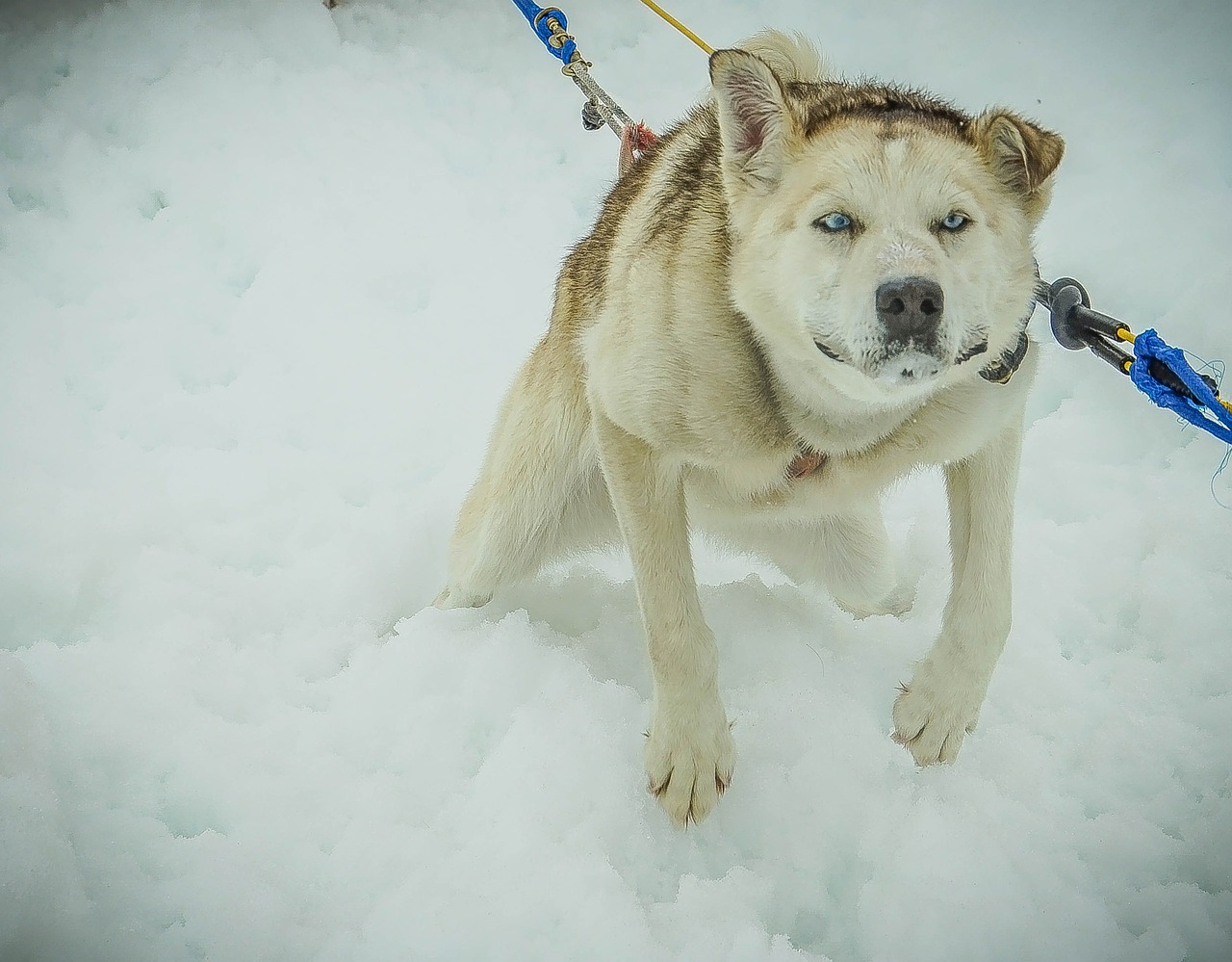 sled dogs alaska dog sled free photo