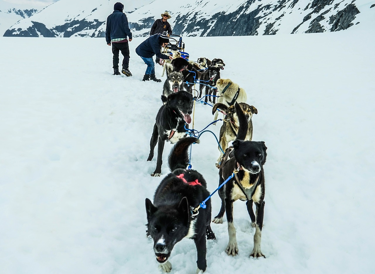 sled dogs alaska dog sled free photo