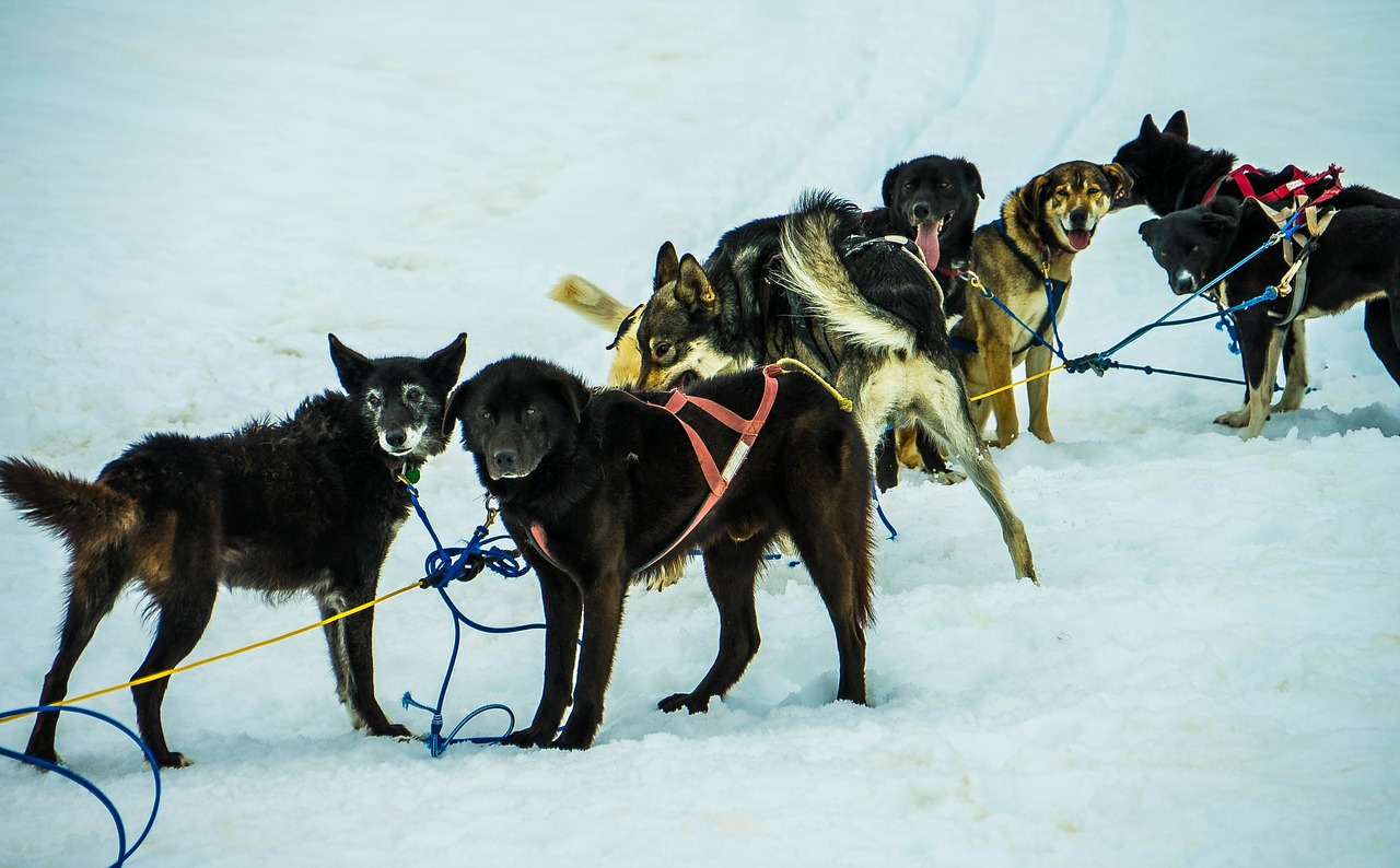 sled dogs alaska dog sled free photo
