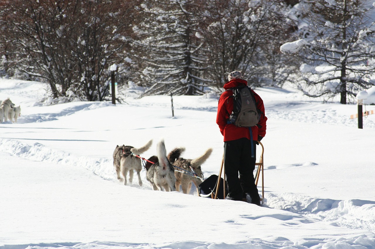 sled dogs queiras snow free photo